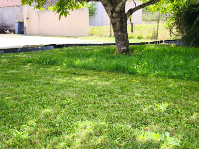 Pelouse arborée pendant son entretien