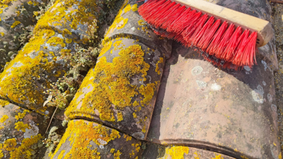 Grattage manuel des mousses et lichens sur des tuiles