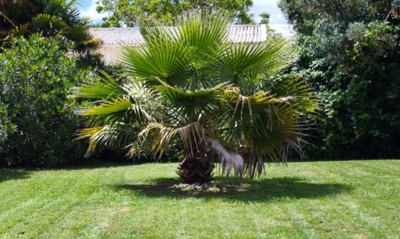 Entretien d'espaces verts à Rochefort - tonte, taille de haie, débroussaillage; jardinier, jardinage